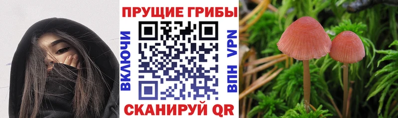 как найти   Уржум  Псилоцибиновые грибы мицелий 